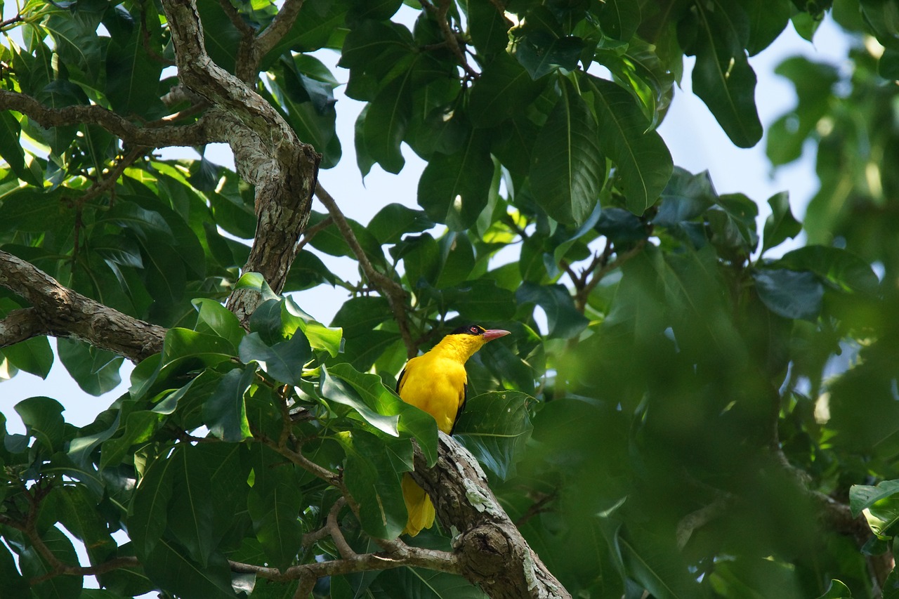 Image - bird orioles asia yellow