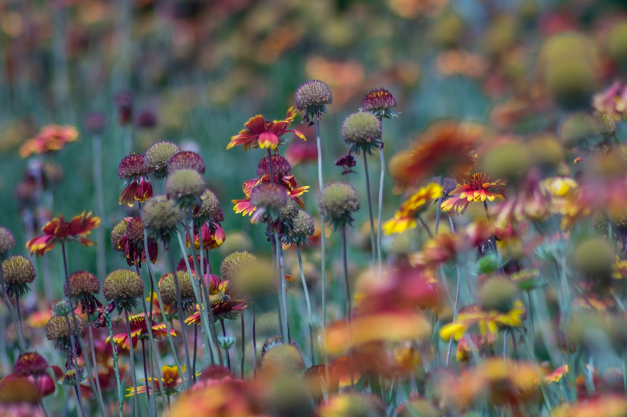 Image - flowers garden nature spring green