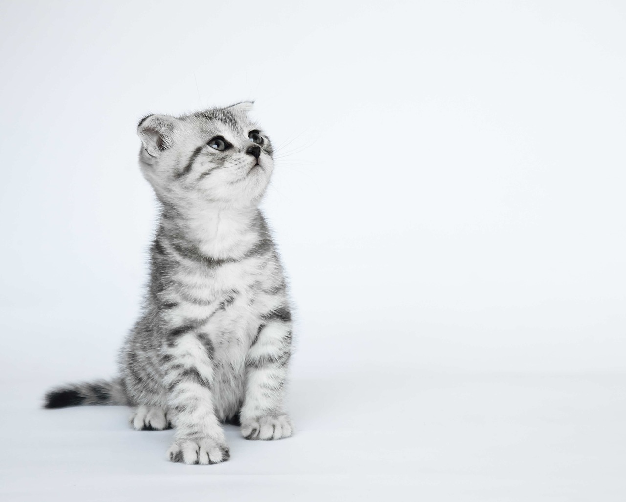 Image - folded ears kittens