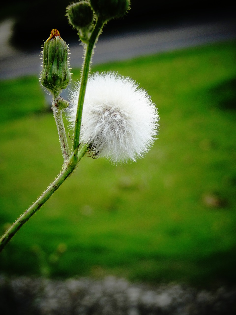 Image - plant hairy photography