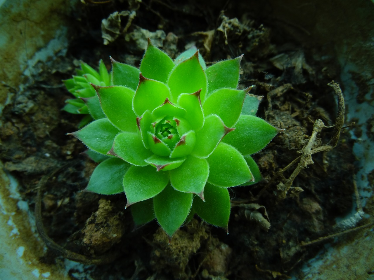 Image - the fleshy green plant