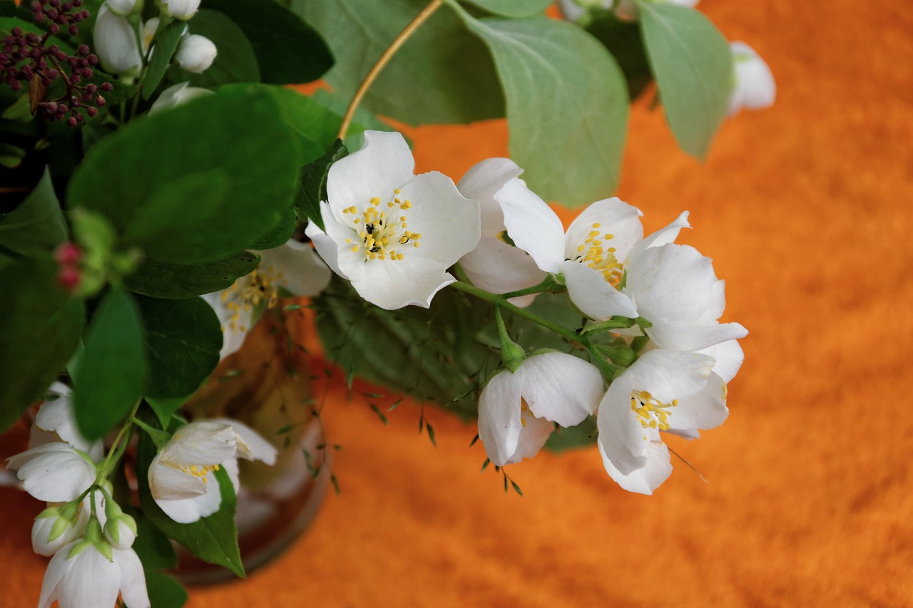 Image - flowers white jasmin orange