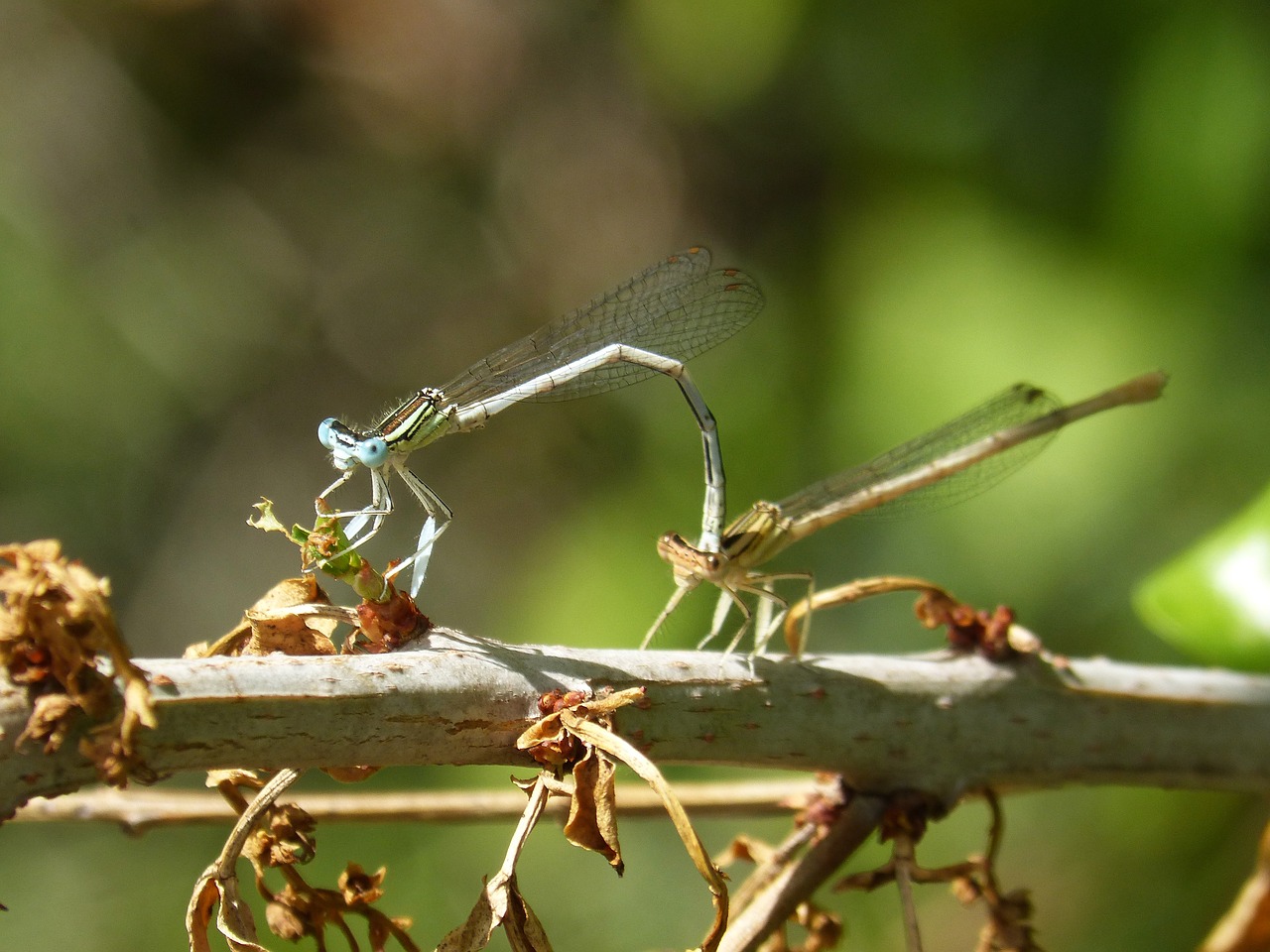 Image - dragonfly white damselfly