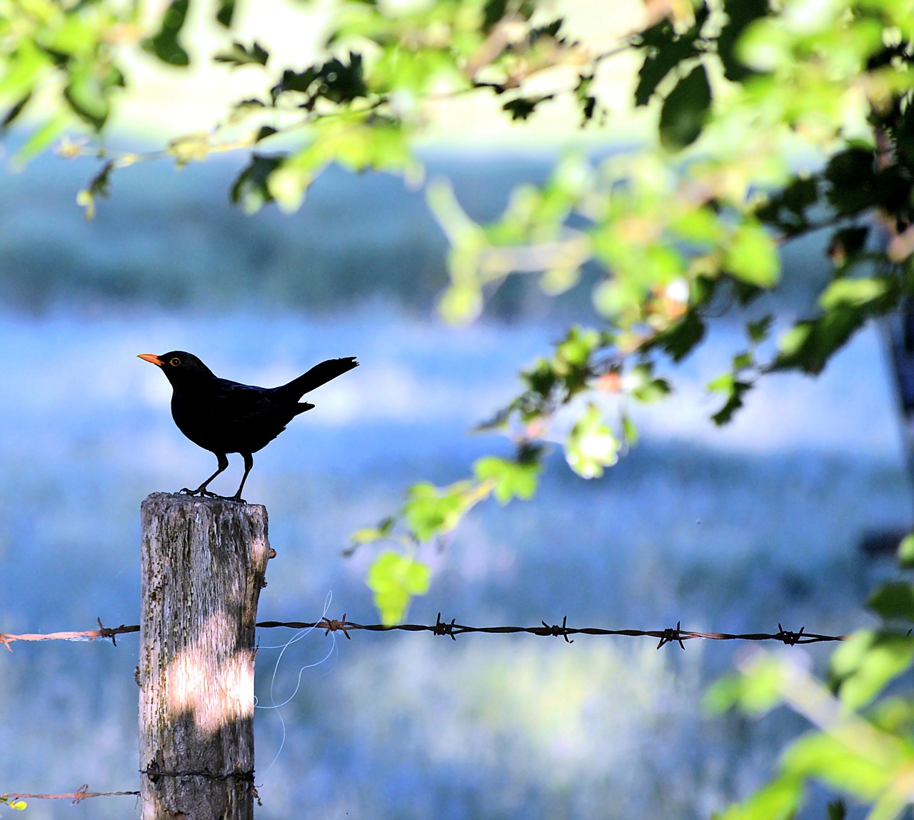 Image - blackbird landscape tierportait