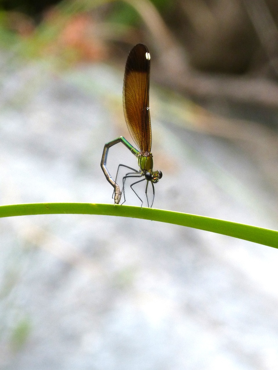 Image - dragonfly damselfly calopteryx virgo