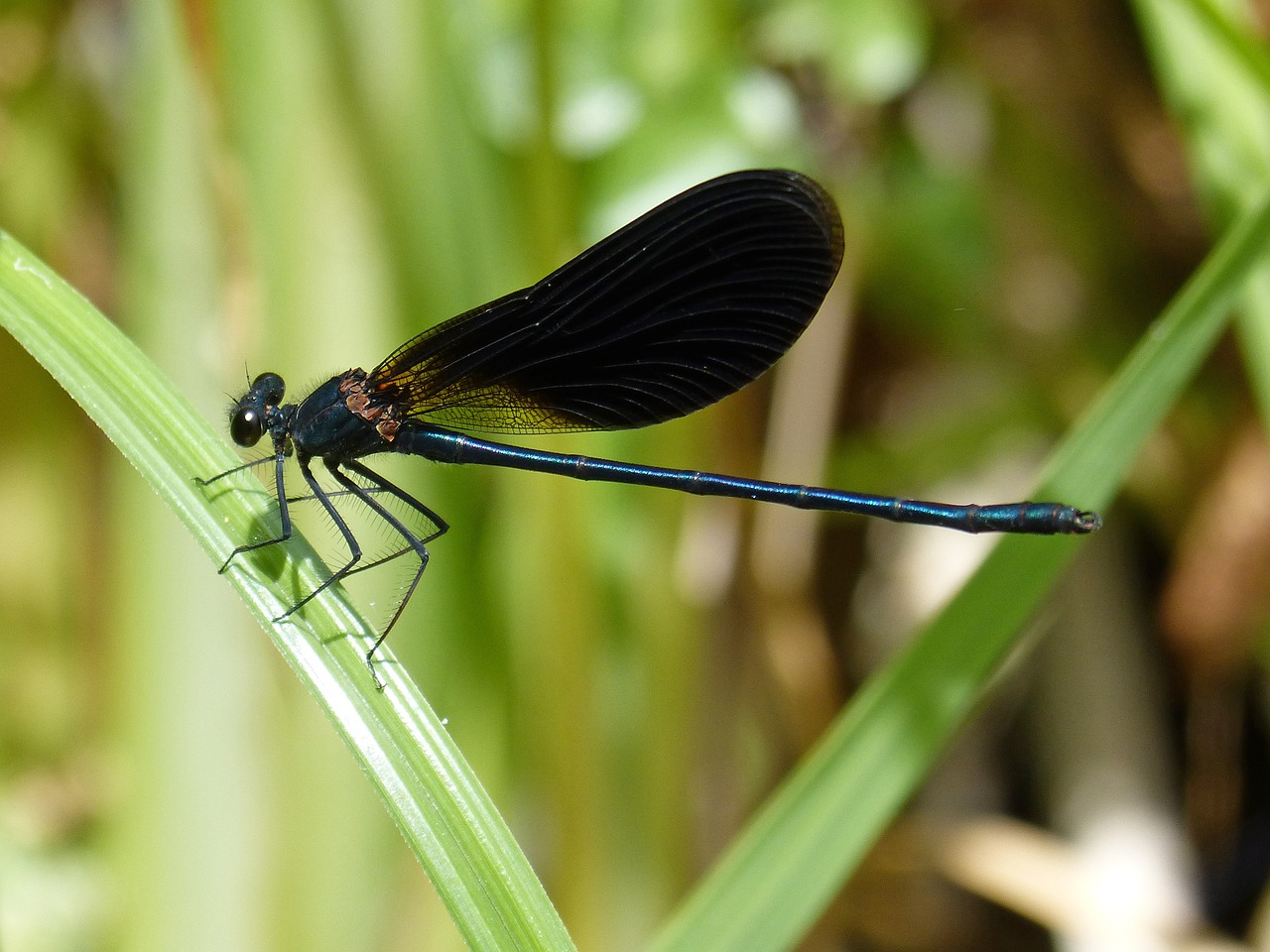 Image - black dragonfly damselfly wetland