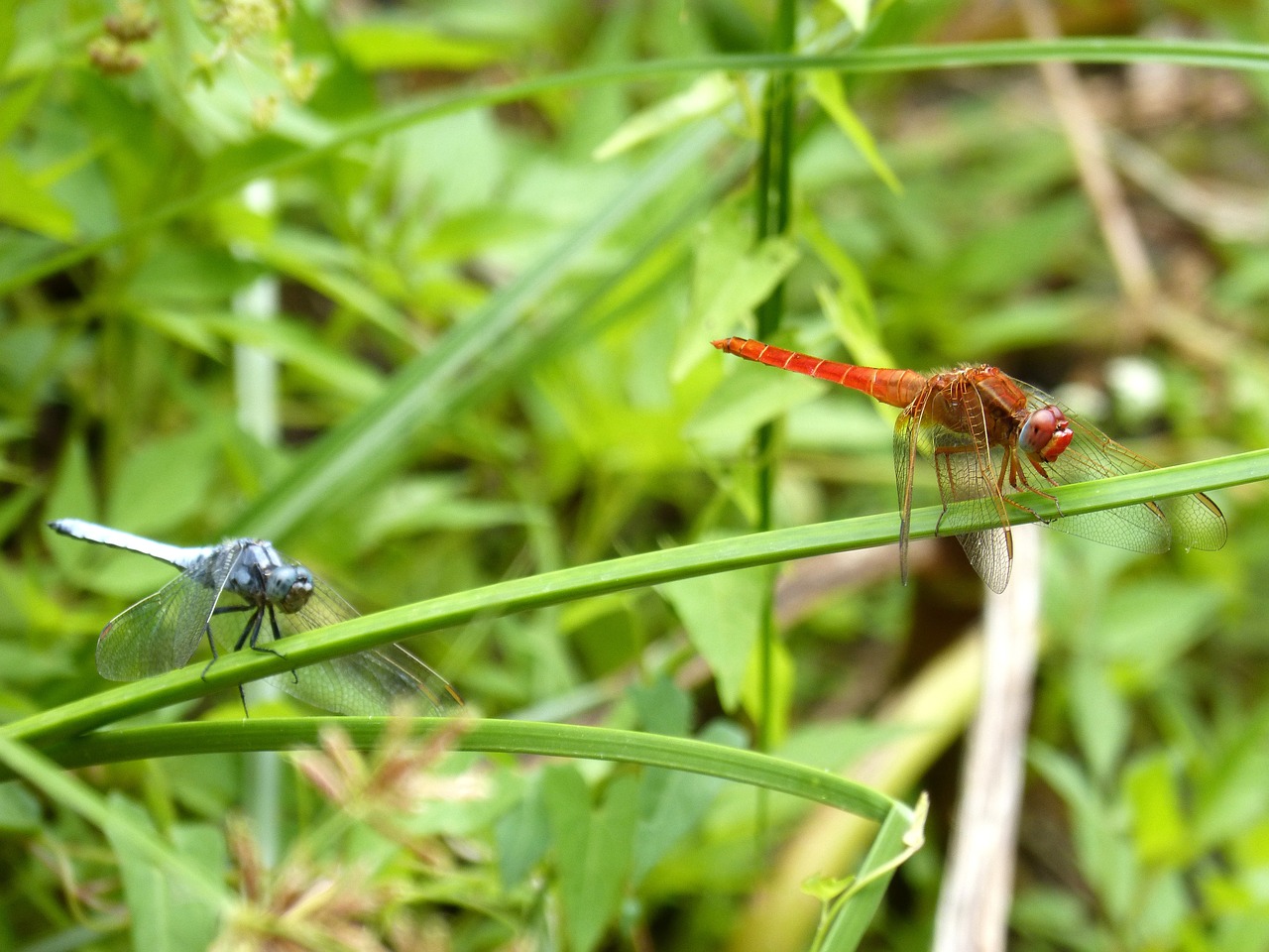 Image - dragonfly couple