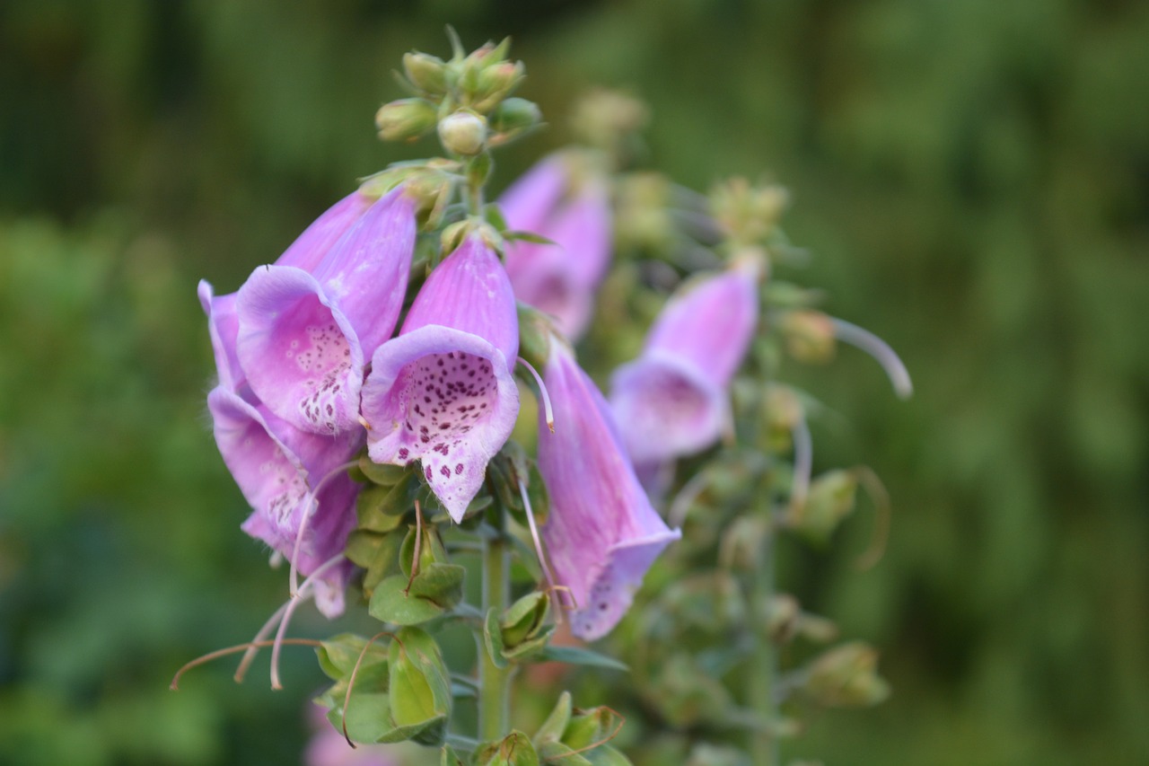 Image - nature flower thimble blossom