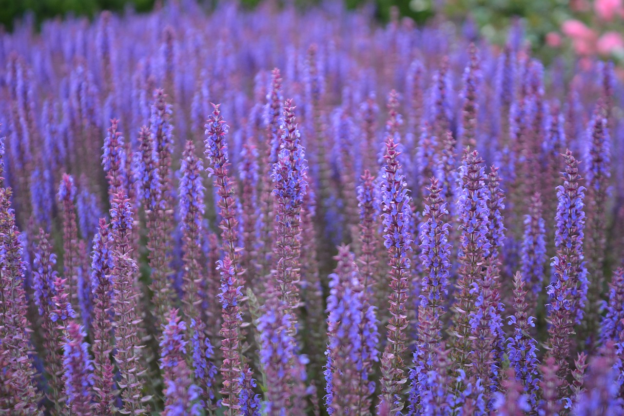 Image - nature flower sage blossom bloom