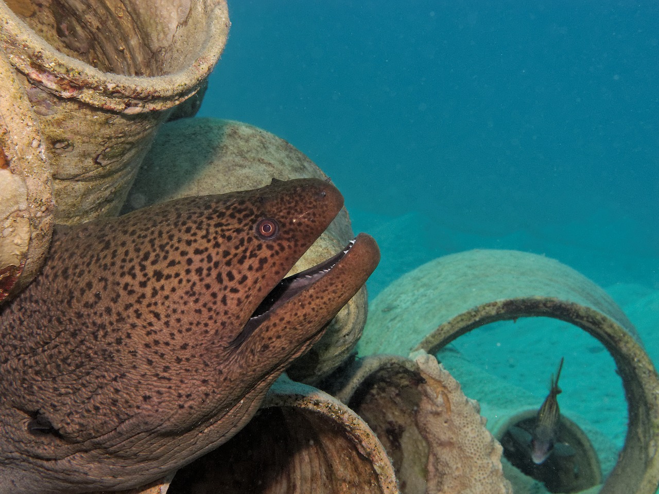 Image - moray fish underwater diving