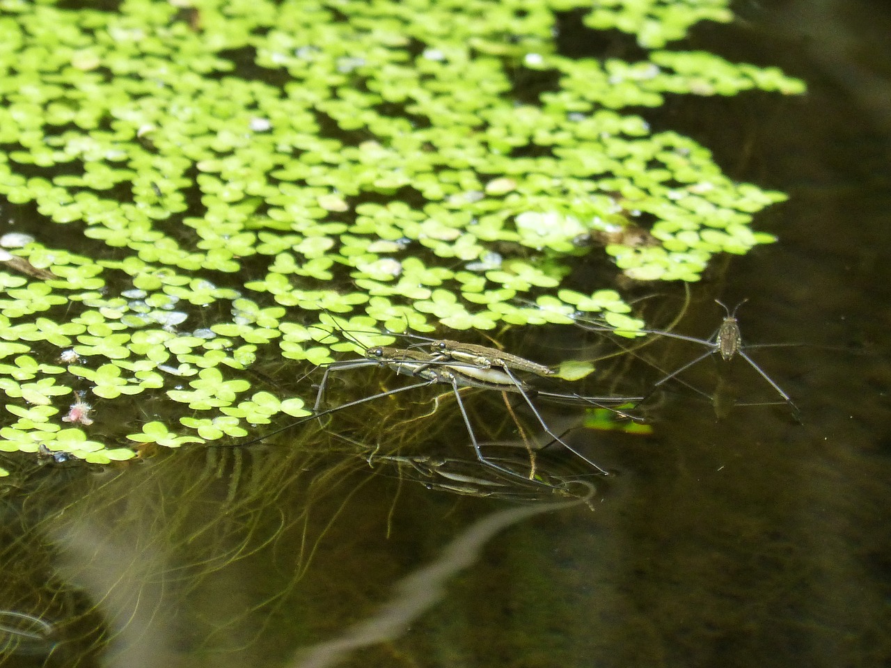 Image - gérridos river pond sabater water