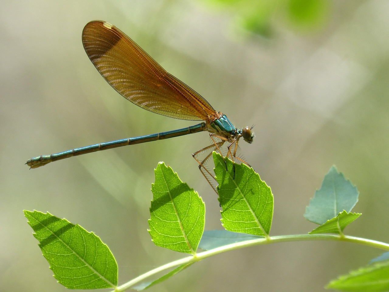 Image - dragonfly iridescent green dragonfly