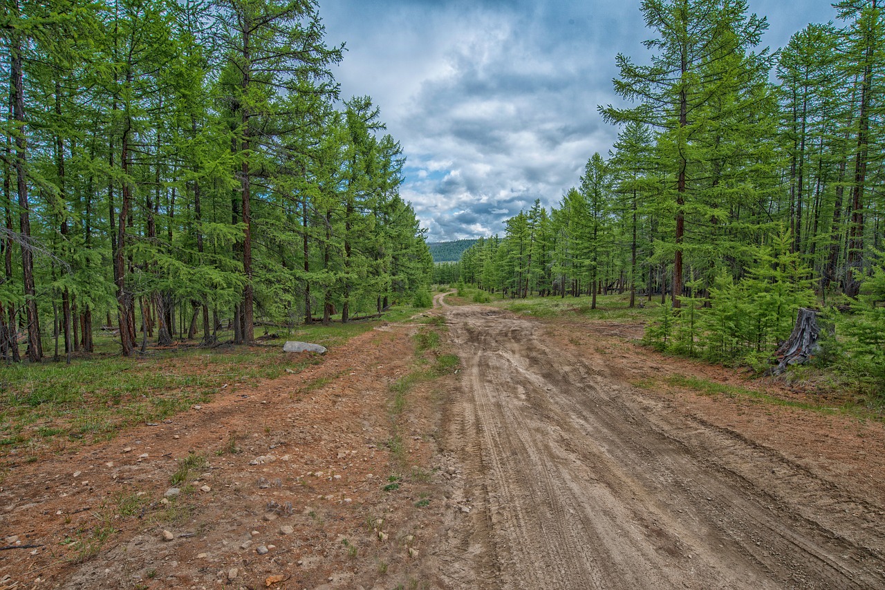 Image - forest tiger national highway