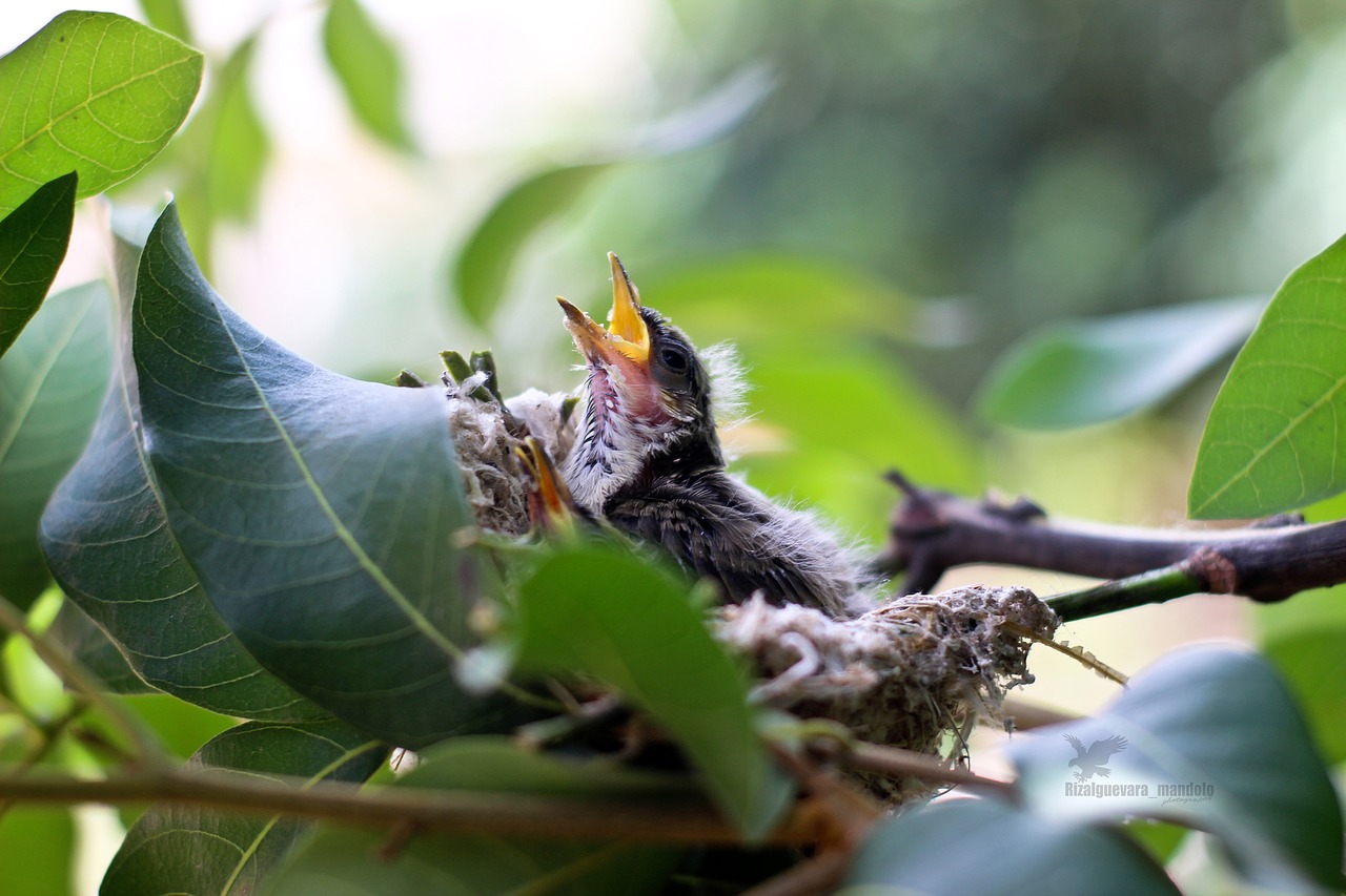 Image - child bird hungry eating food