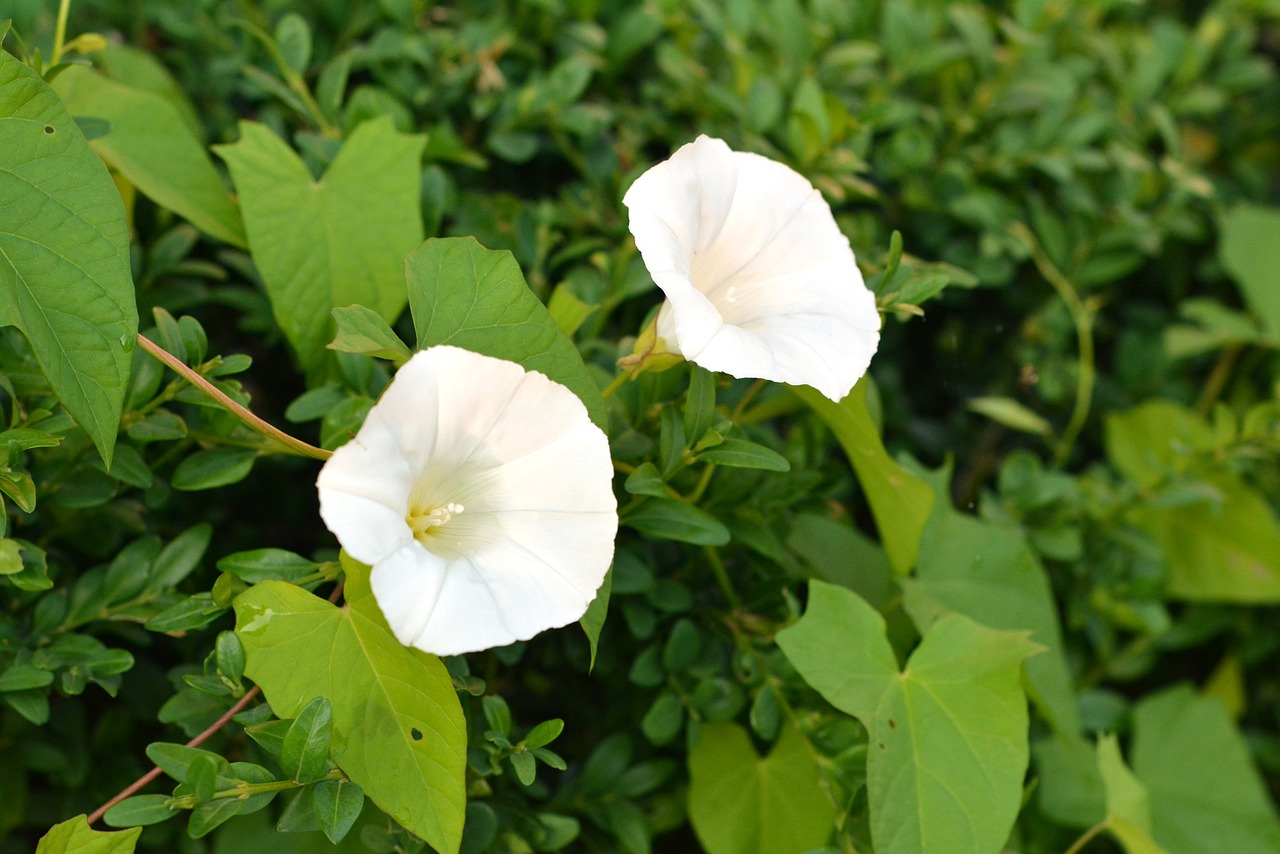 Image - bindweed yunki white flower