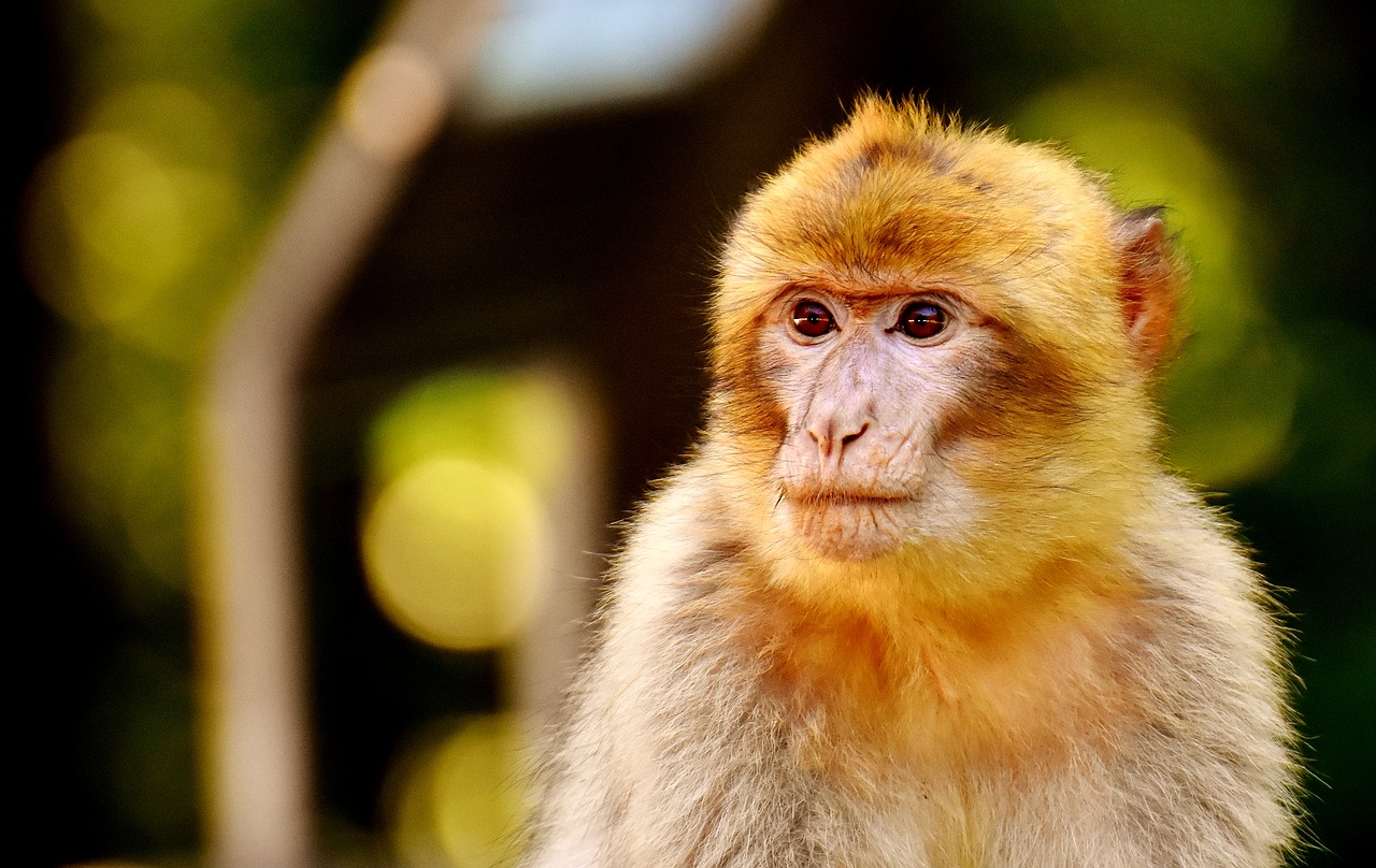 Image - ape young animal barbary ape