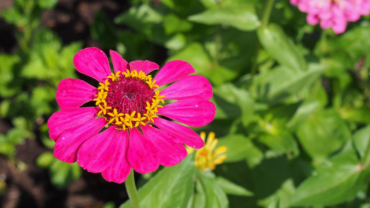 Image - flower zinnia garden the plot