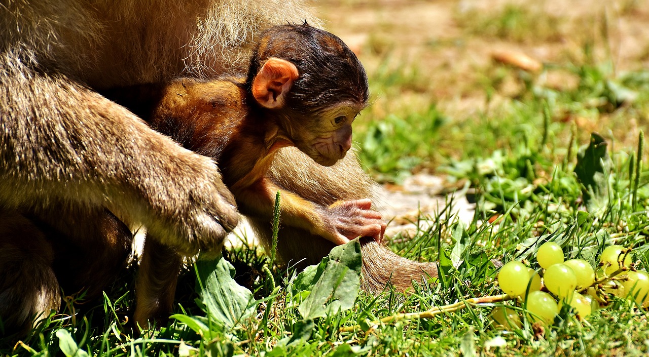 Image - ape baby monkey grapes curious