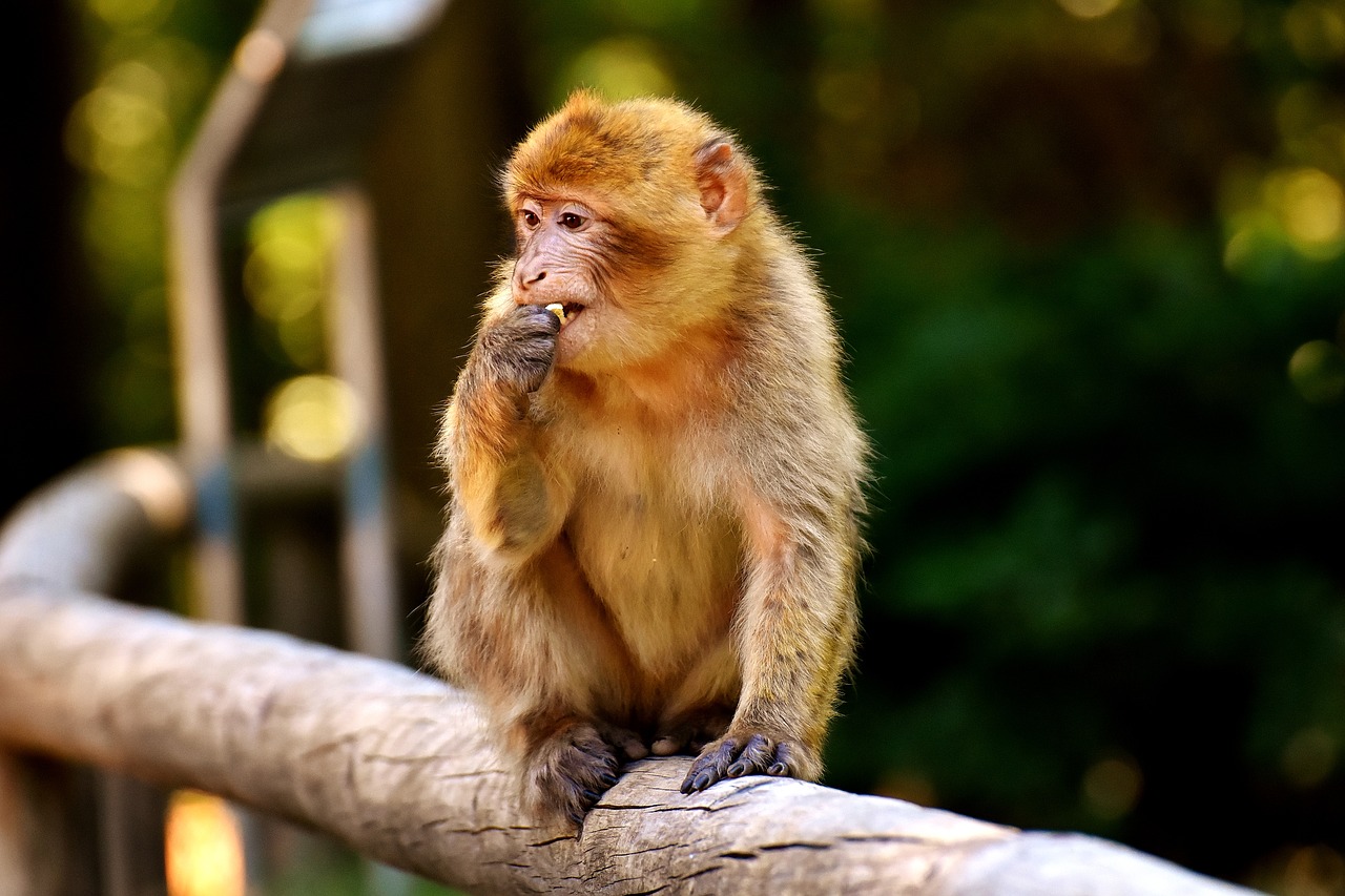 Image - ape baby monkey barbary ape