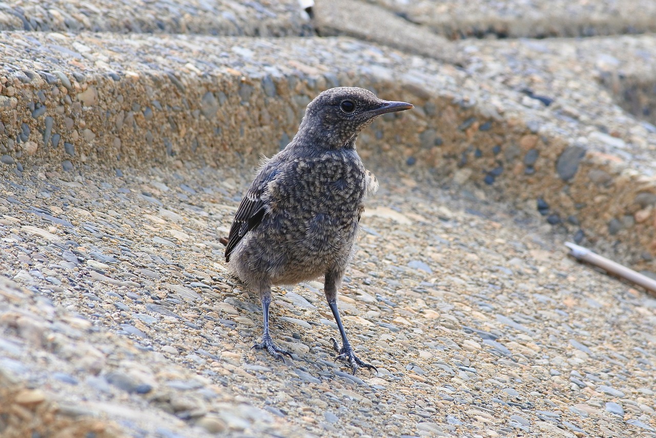 Image - animal beach little bird
