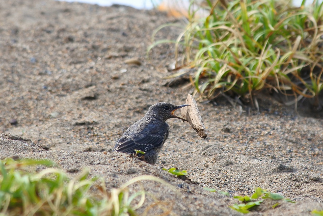 Image - animal beach little bird