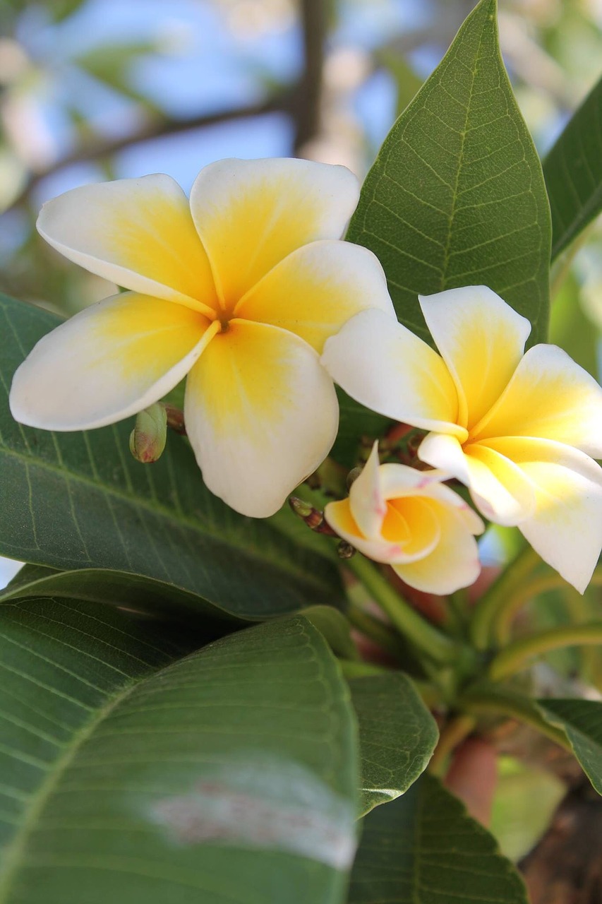 Image - flower mediteran yellow