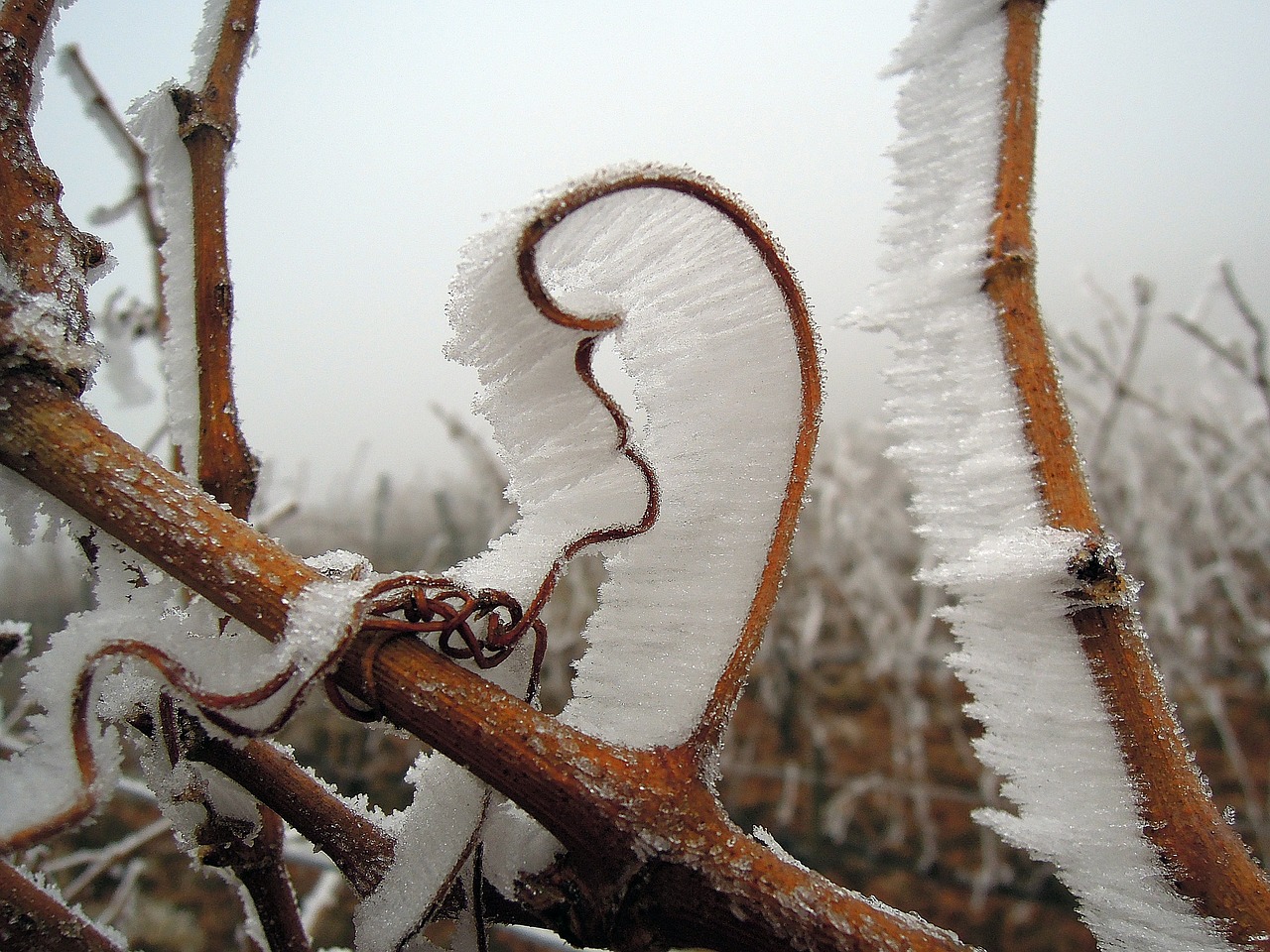 Image - rime frost winter cold wintery