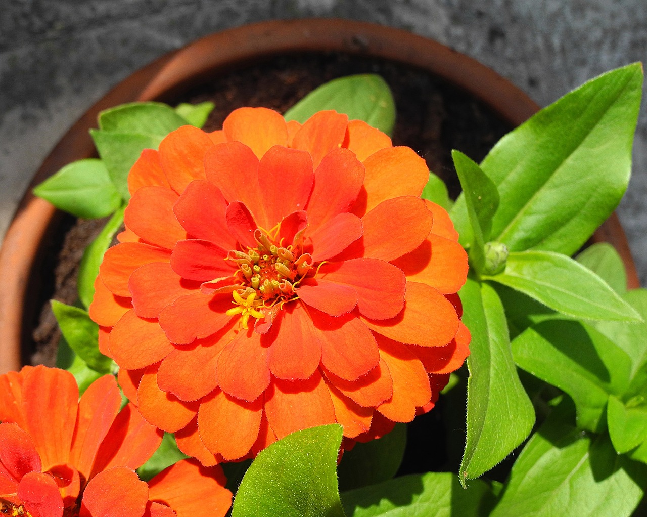 Image - rézvirág zinnia orange flower