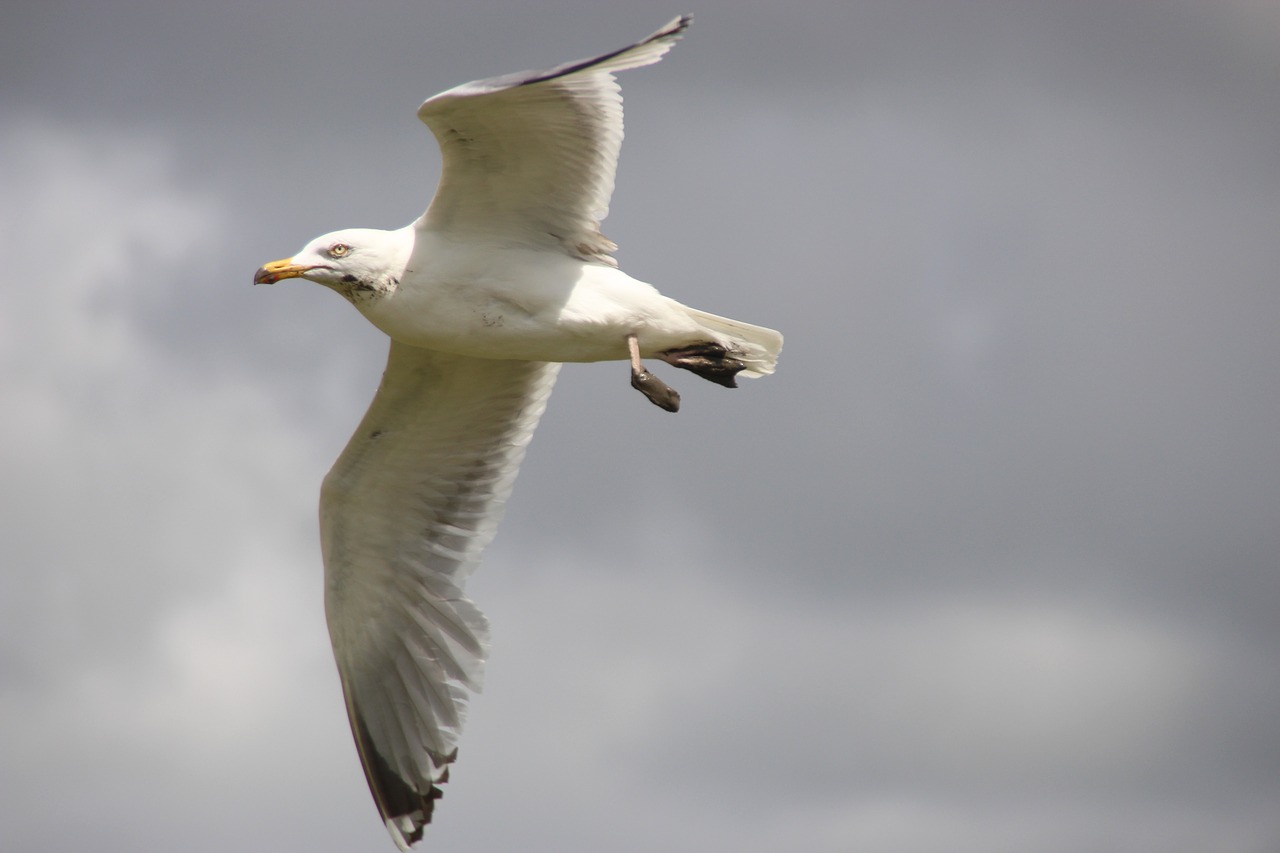 Image - herring gull flight