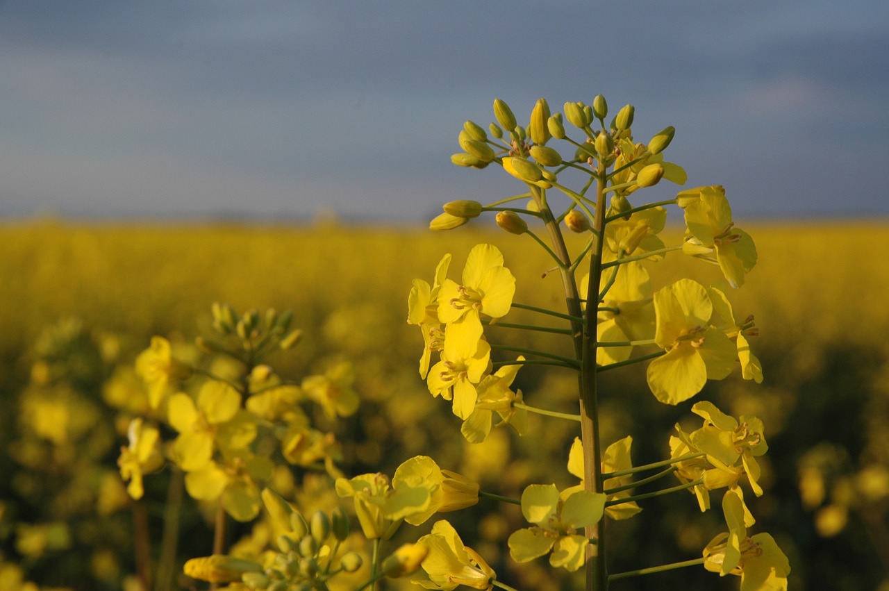 Image - nature canola field flower yellow