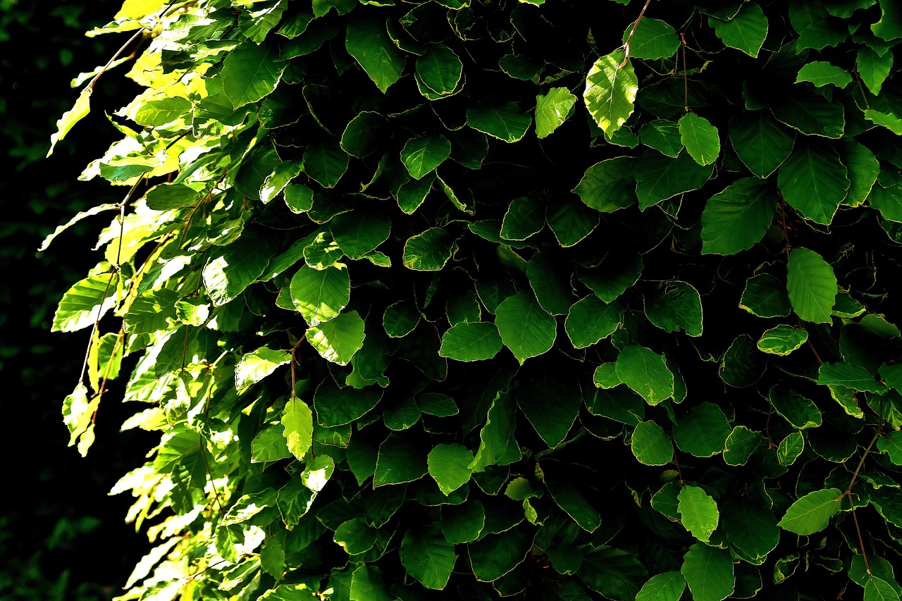 Image - hedge leaves plant green