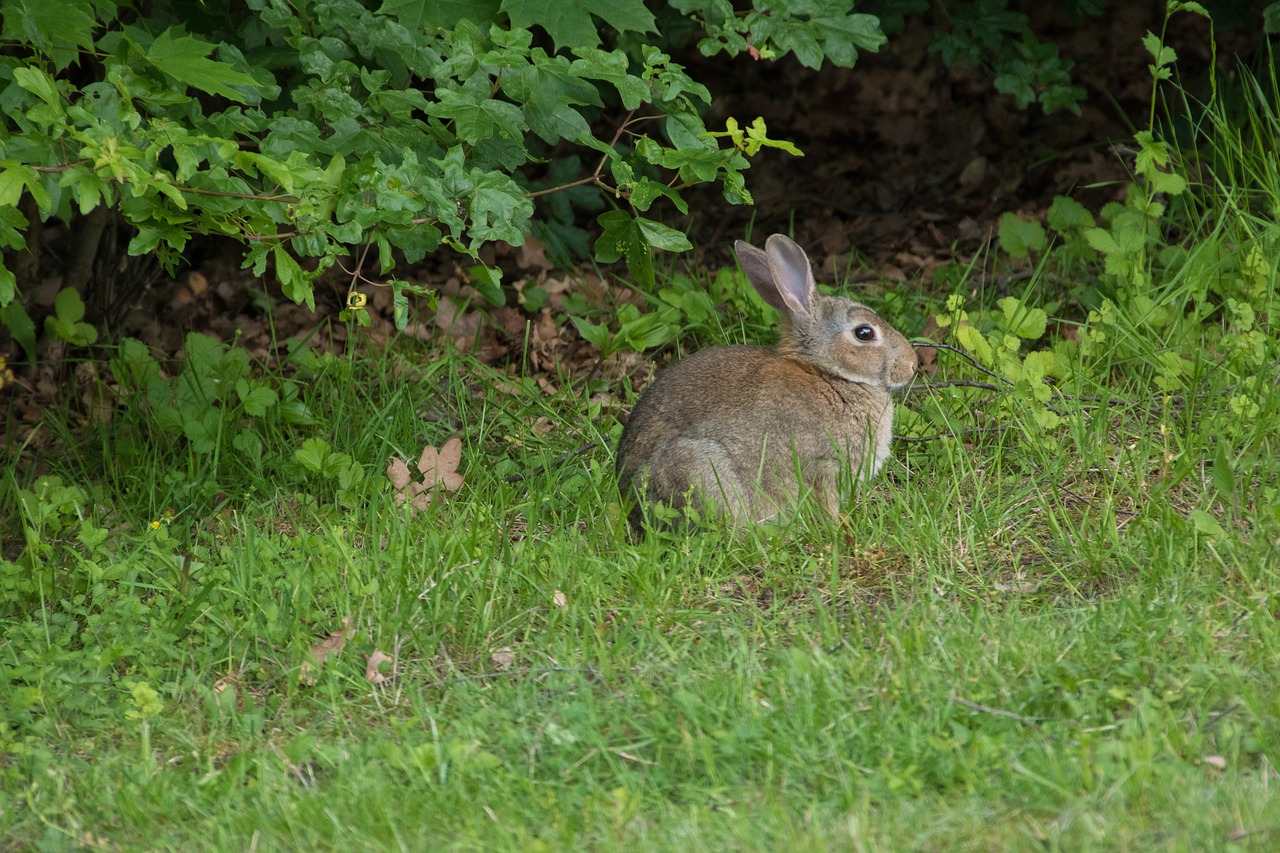 Image - rabbit meadow park casting city