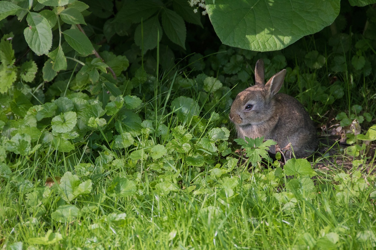 Image - rabbit meadow park casting city