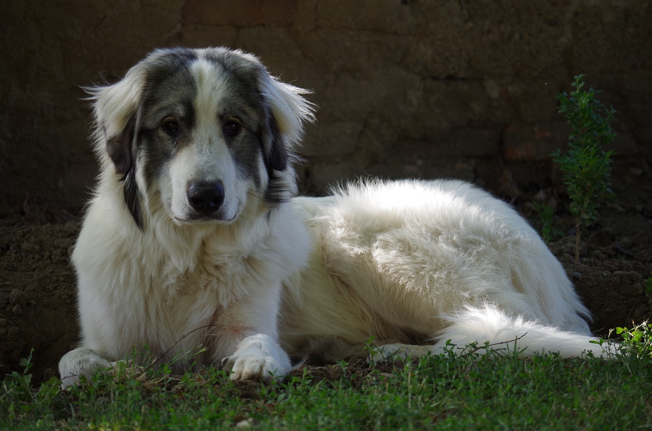 Image - dog the iberian mountain race