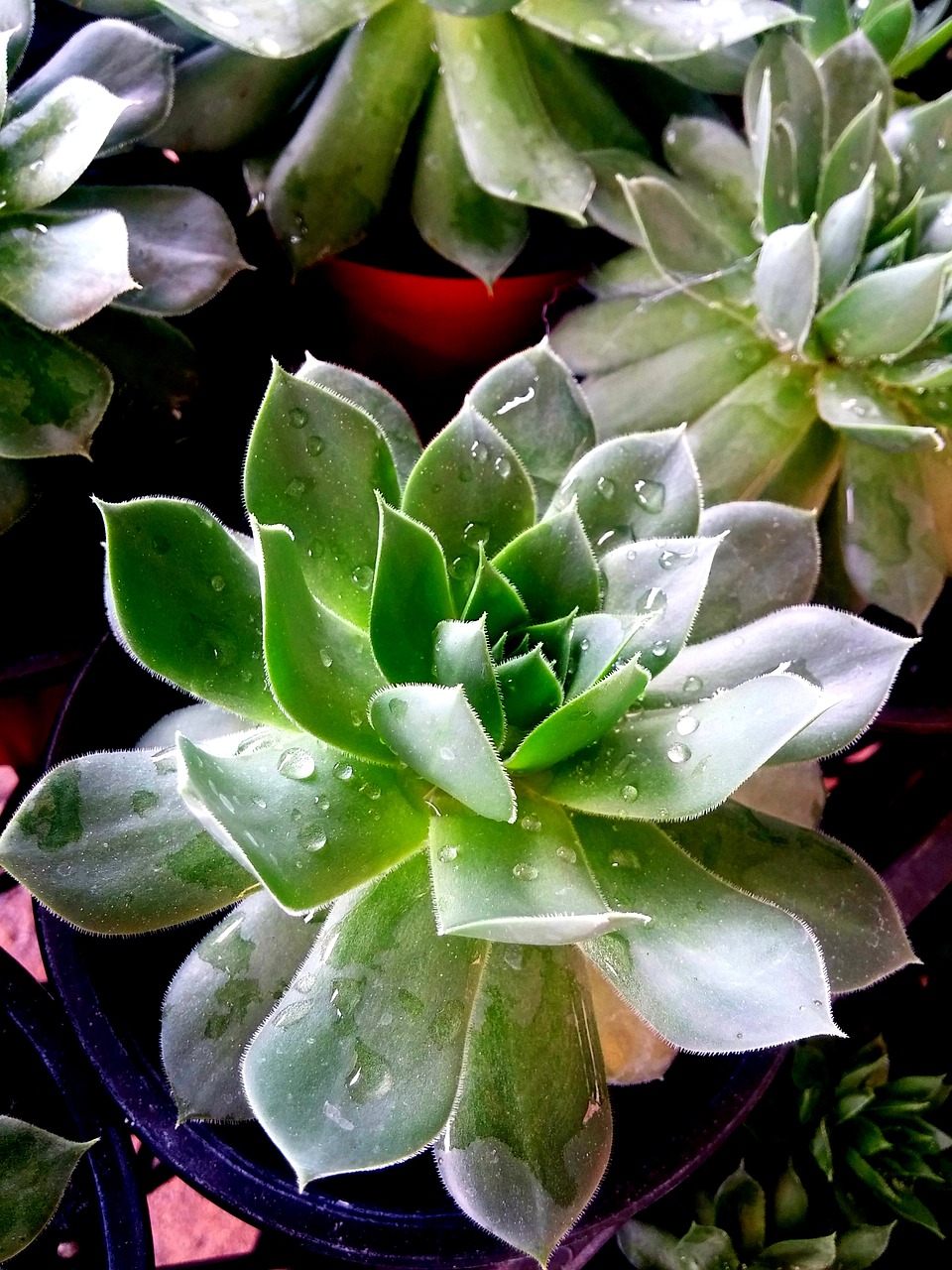 Image - sempervivum succulent plant green