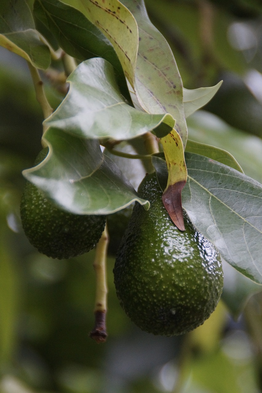 Image - avocado avocado tree plant healthy