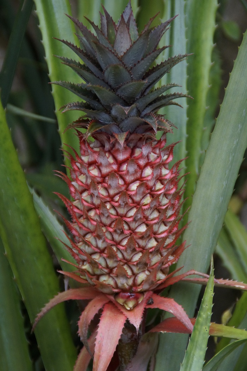 Image - pineapple pineapple greenhouse