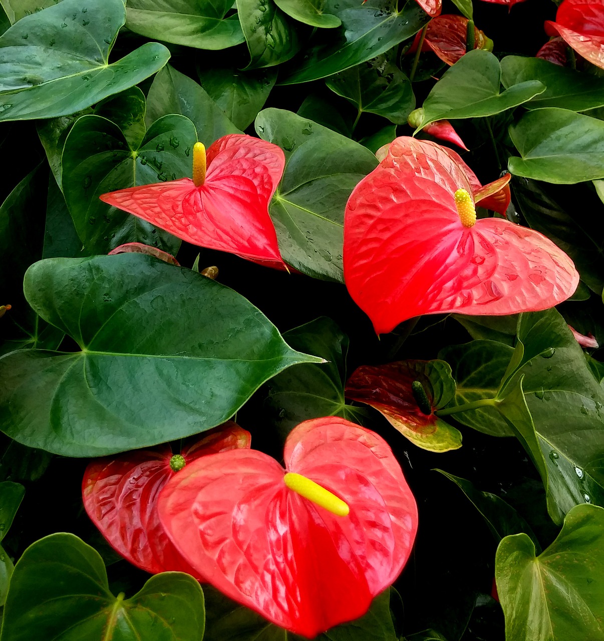 Image - anthurium red heart plant plants
