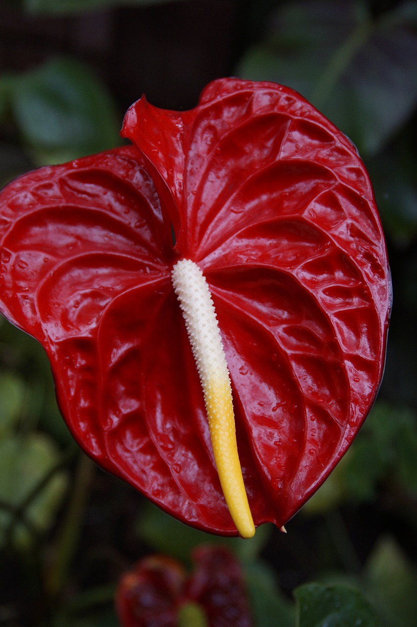 Image - red anthurie anthurium red nature