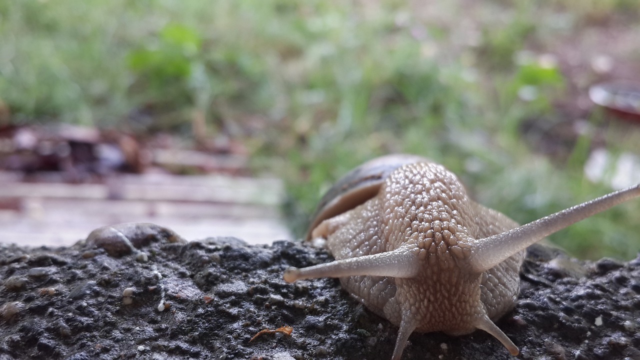 Image - snails animal slugs forest