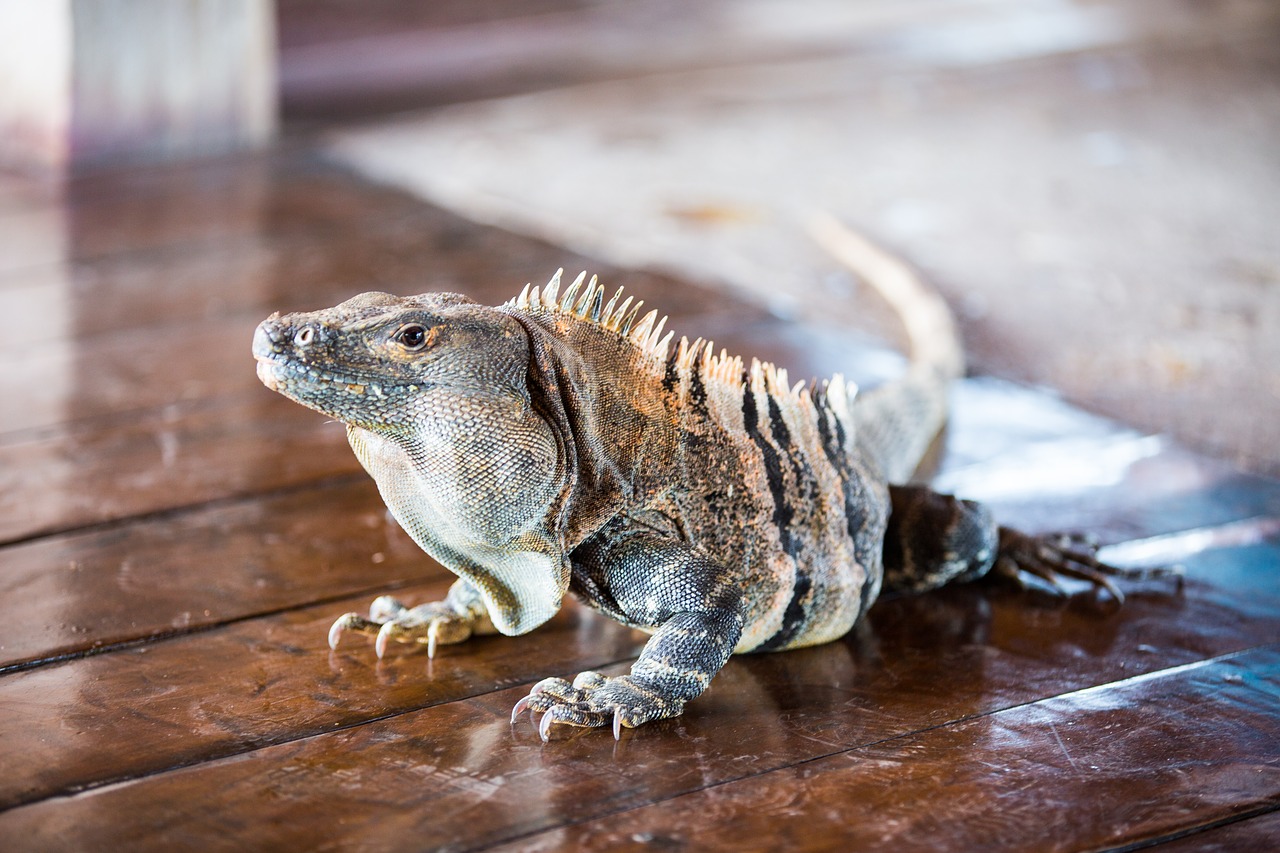 Image - iguana costa rica jungle reptile