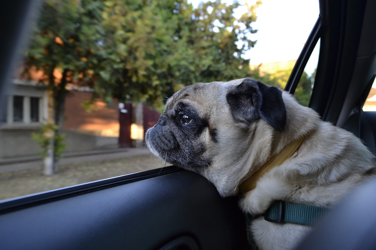 Image - dog pug car shop dog cute