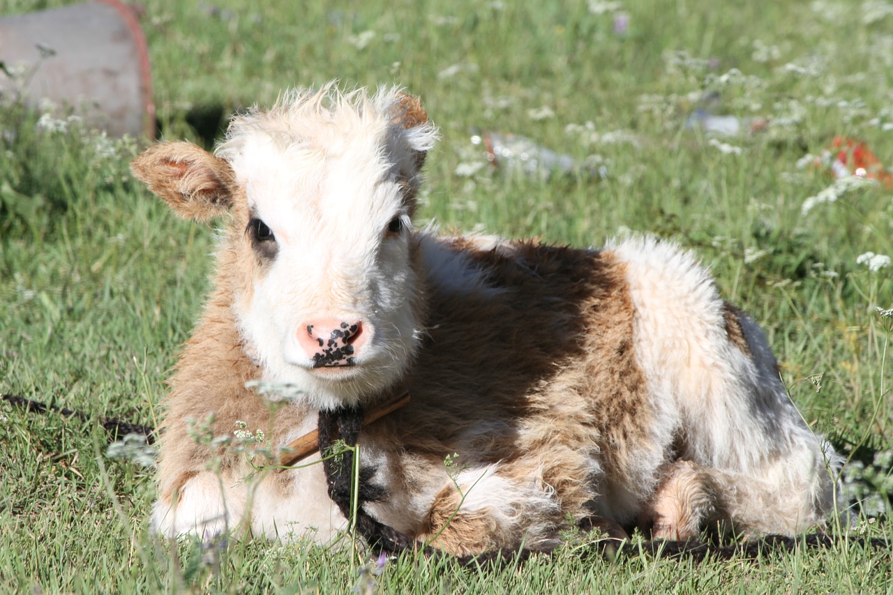 Image - pet 犛 cattle tibet