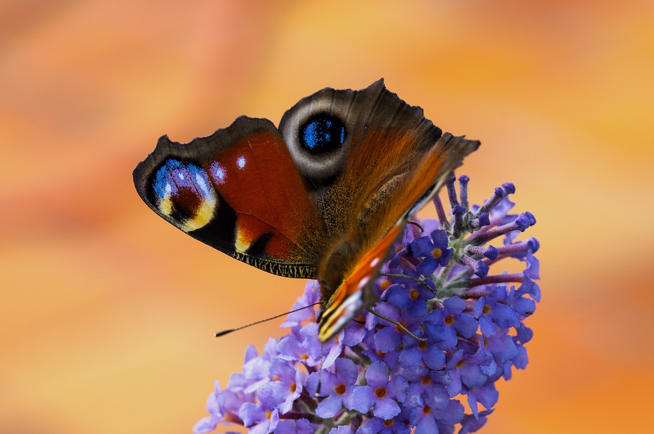 Image - peacock butterfly edelfalter macro