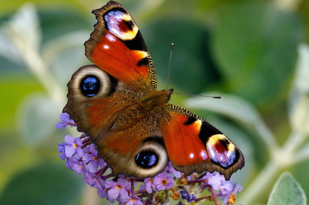 Image - peacock butterfly edelfalter macro