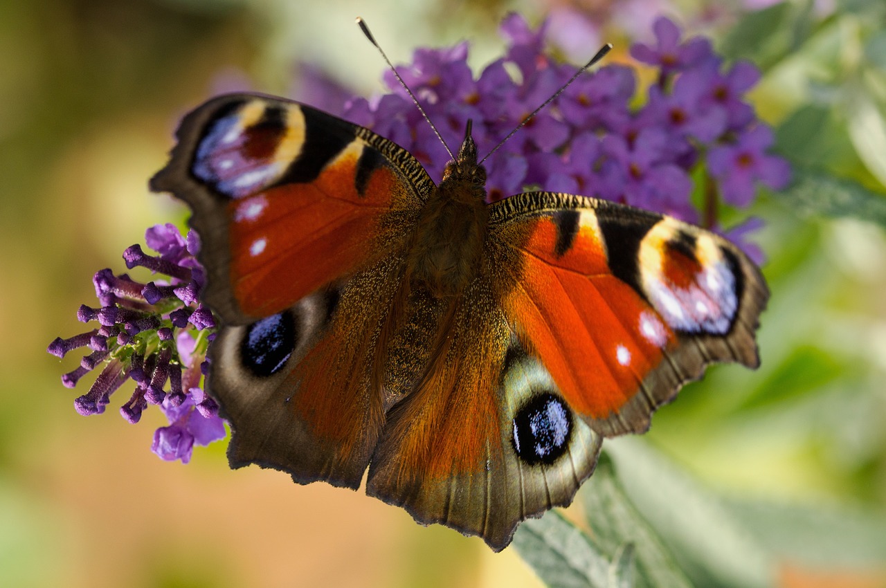 Image - peacock butterfly edelfalter macro