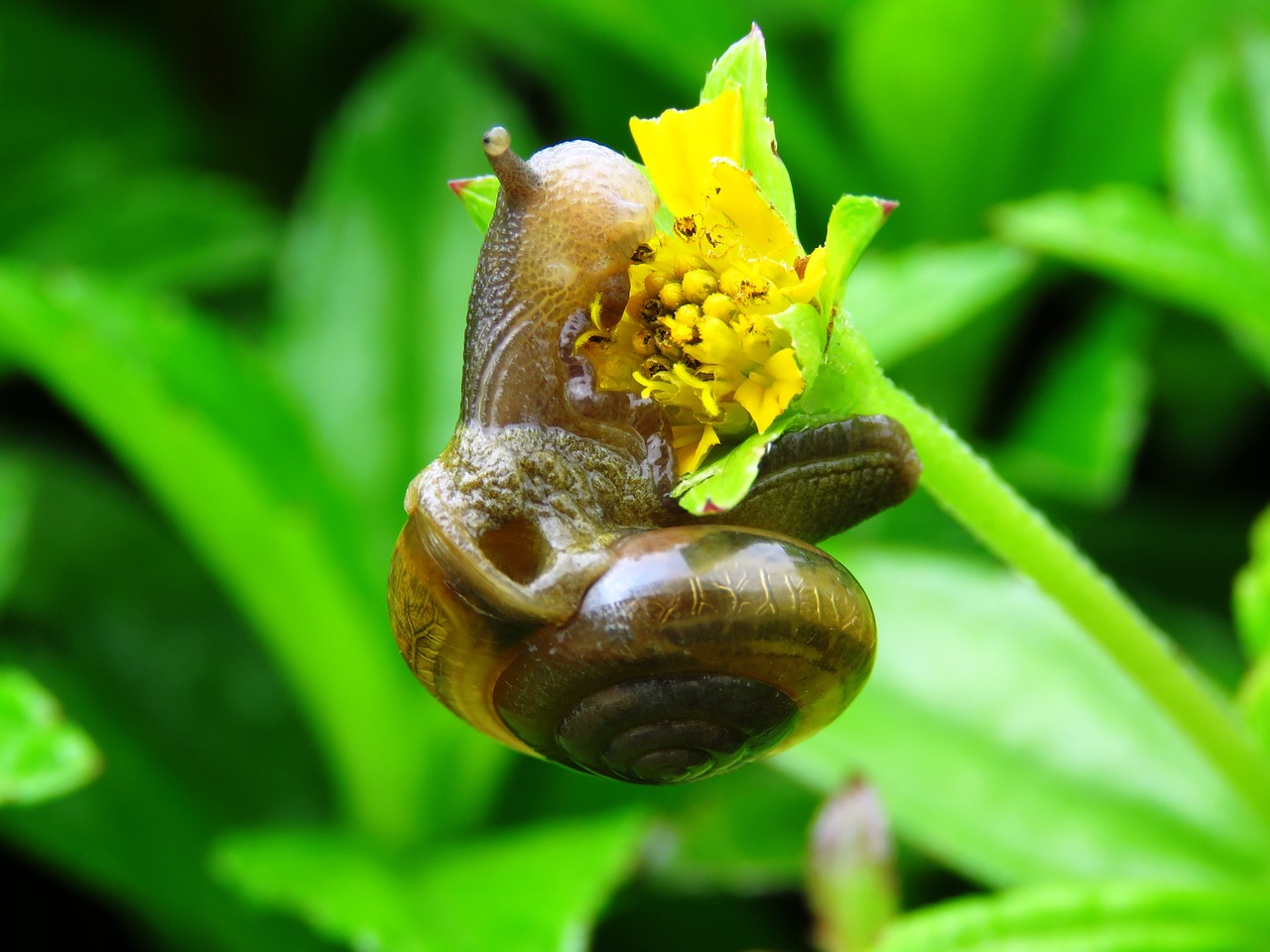 Image - snail flower snail eating