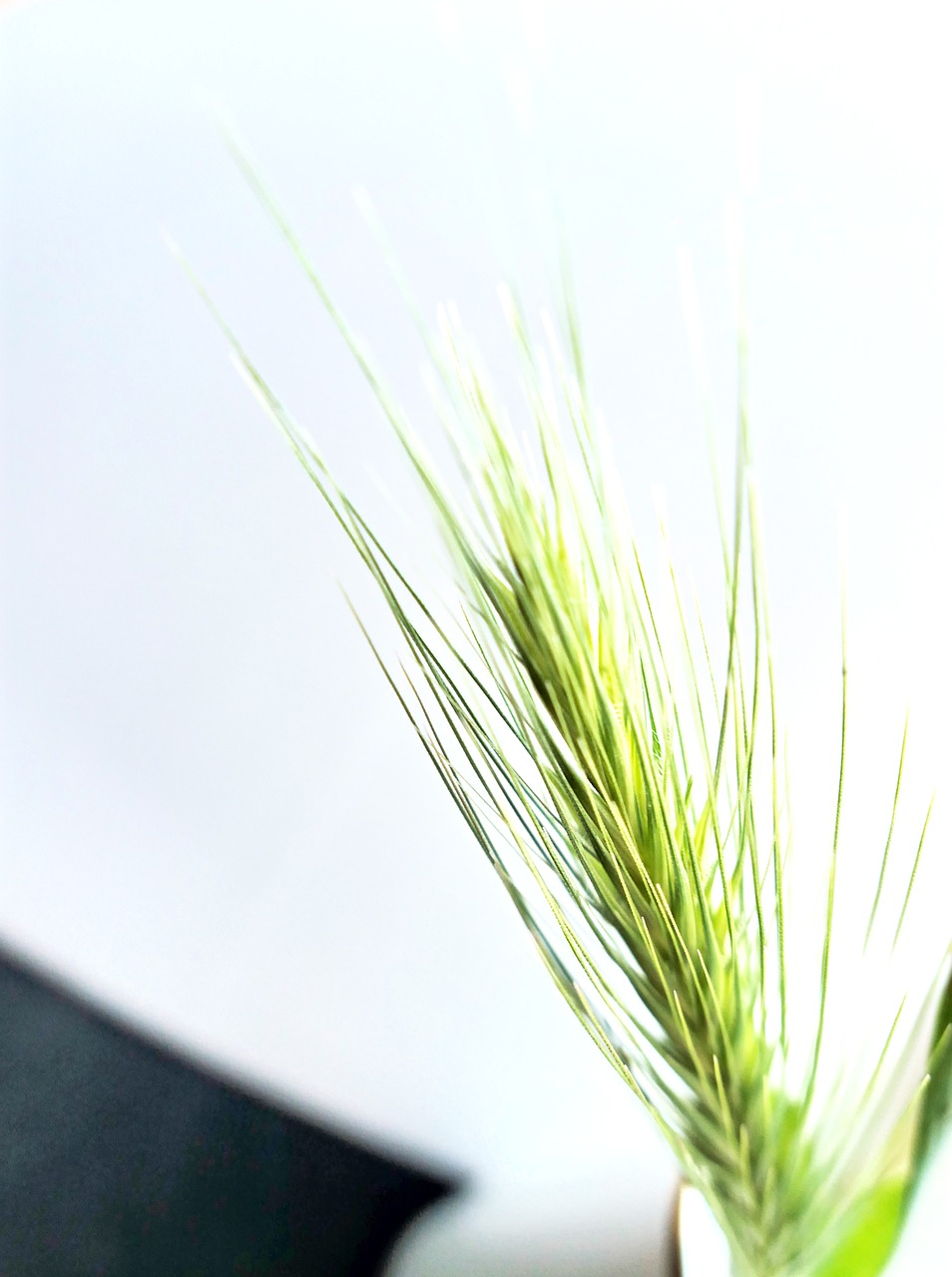 Image - barley grass dune grasses