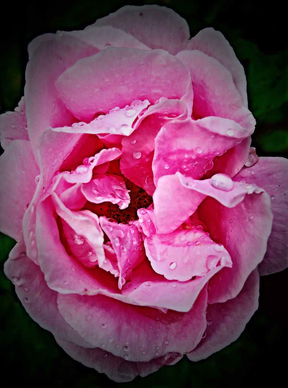 Image - rose bloom climbing rose pink
