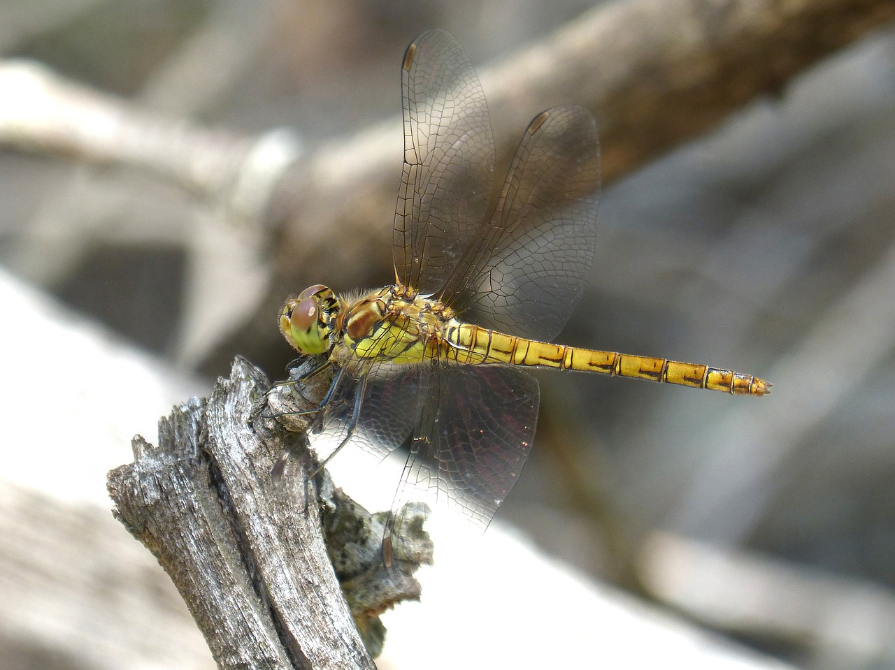 Image - dragonfly yellow dragonfly trunk